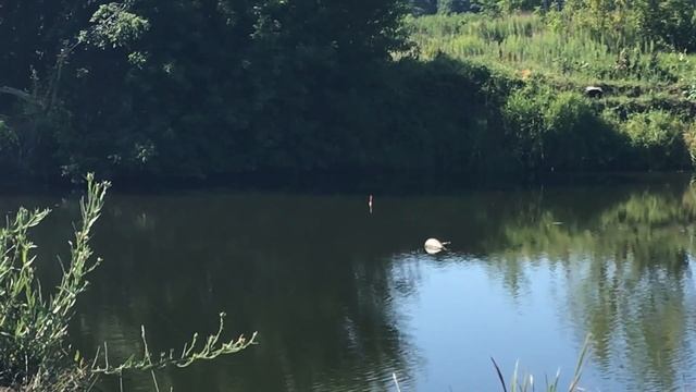 Супер 100% крутой работающий рецепт для ловли толстолобика в августе и ранней осени смотреть онлайн