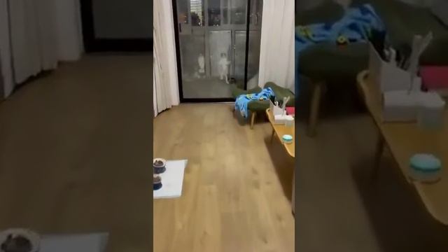 собаки и кошки.mp4 смотреть онлайн
