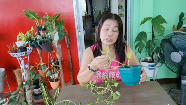Epipremnum Aureum 'Shangri La' Pothos Care Tips @Passion at60 смотреть онлайн