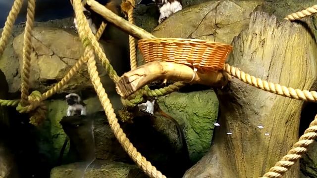 ОБЕЗЬЯНКИ ИГРУНКИ НА ОБЕДЕ смотреть онлайн