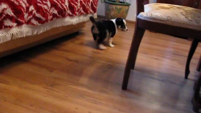 Щенок девочка в добрые руки, 1,5 месяца смотреть онлайн