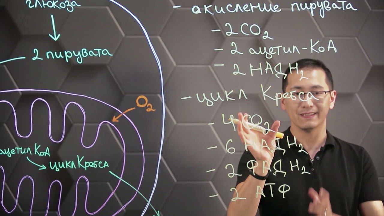 Синтез аденозинтрифосфорной кислоты. Аэробный этап распада глюкозы. 10 класс. смотреть онлайн