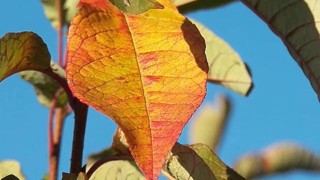 ДОБРОЕ ОСЕННЕЕ УТРО Красочные листья черемухи смотреть онлайн