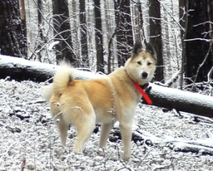 Китайские ошейники - стоит ли брать? Hunter DTR 25000