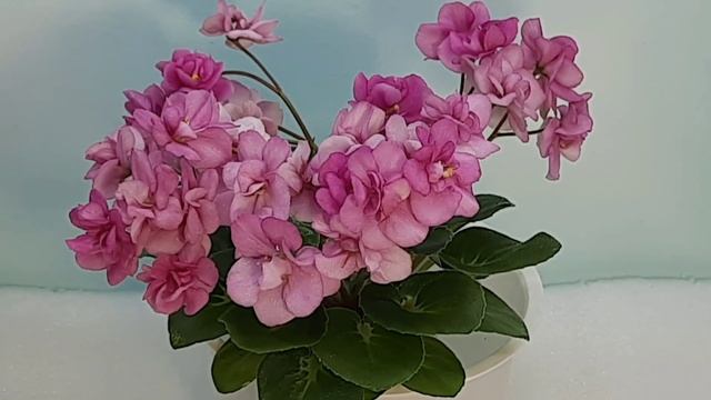 Цветение моих фиалок! 22.05.2023г. Новые и старые сорта из моей коллекции! Стандарты, мини и полуми смотреть онлайн