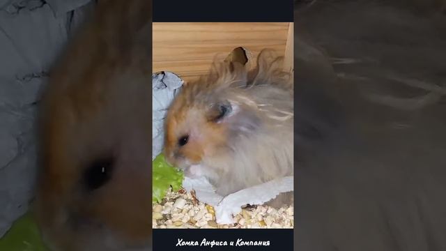 Хомяк Львёнок милый и пушистый Лёвушка смотреть онлайн