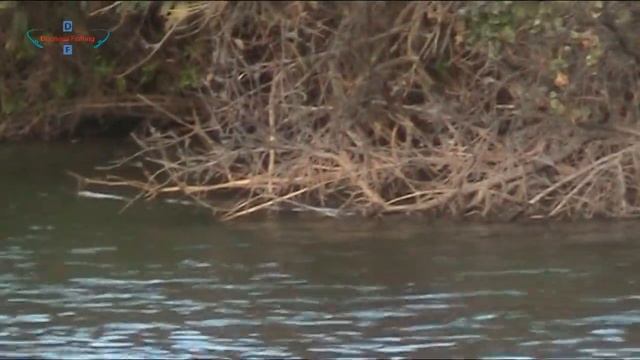 Рыбалка на карпа и сазана осенью. Тактика и техника ловли, особенности прикормки смотреть онлайн