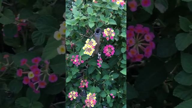 common lantana 馬纓丹 ランタナ Лантана сводчатая 란타나속 Bông ổi ผกากรอง لانتانا مقوسة (Lantana camara) смотреть онлайн