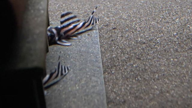 Zebra Pleco Scape | L46 Hypancistrus Zebra