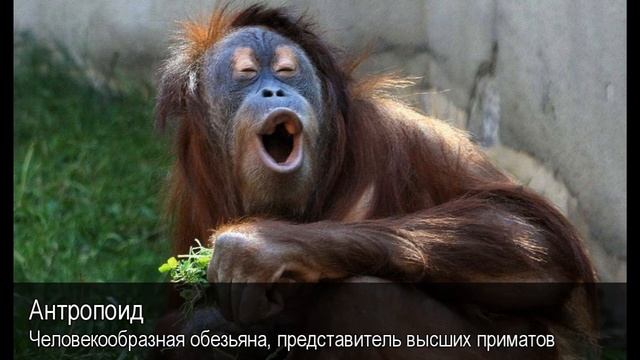 Антропоид. Толковый Видеословарь русского языка смотреть онлайн