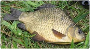 Отличия снастей соска, пробка, убийца карася.