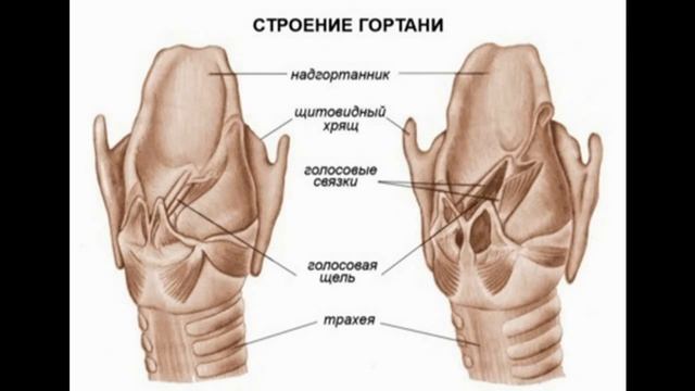 Дыхательная система. Тема 28. Строение и функции органов дыхания смотреть онлайн