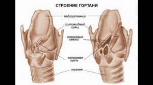 Дыхательная система. Тема 28. Строение и функции органов дыхания