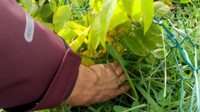 Грецкие орехи, чёрные, сердцевидный и фундук. Выращивание орехов в Челябинске. смотреть онлайн