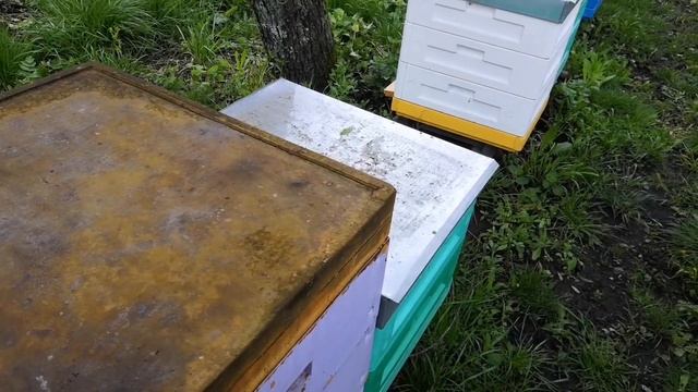 1мая На пасеке у Измайлова Геннадия Брониславовича (часть1) #бакфаст