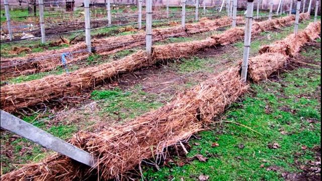 КОГДА РАСКРЫВАТЬ ВИНОГРАД ПОСЛЕ ЗИМОВКИ смотреть онлайн