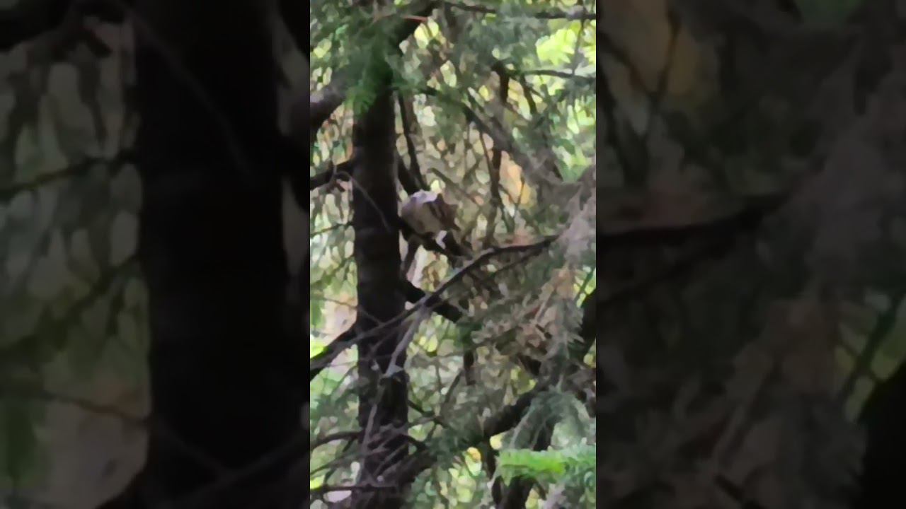 Собаки загнали бурундука на дерево. смотреть онлайн