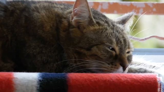 Samsung WB2200F video footage @ eq 1200mm. AF vs Focus Lock. With OIS смотреть онлайн