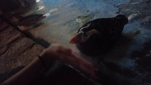 Приехала на АМЕРИКАНСКИЕ горки в АБУ ДАБИ ? смотреть онлайн