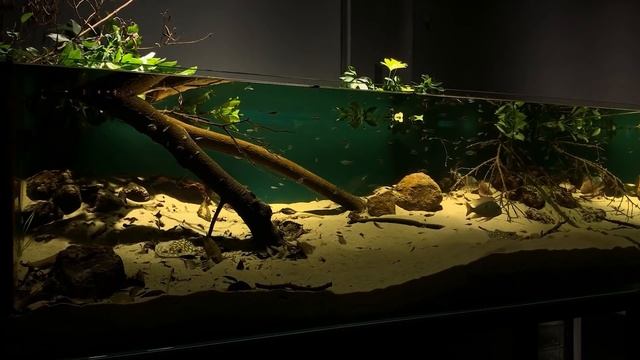 Неоны - неприхотливые аквариумные рыбки. Виды. Содержание. Биотоп смотреть онлайн