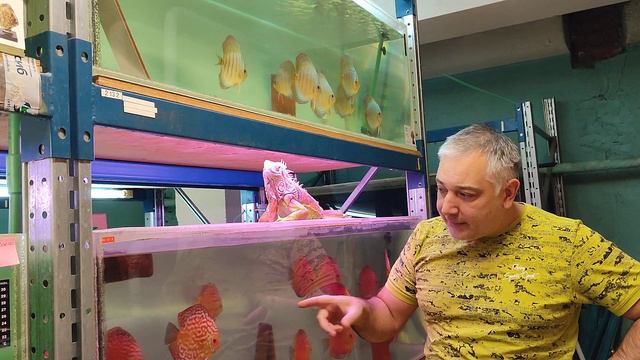 Можно ли метать дискусов с одного помета? смотреть онлайн