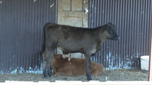 Многодетный отец Александр Смолянинов развивает собственное фермерское хозяйство. смотреть онлайн