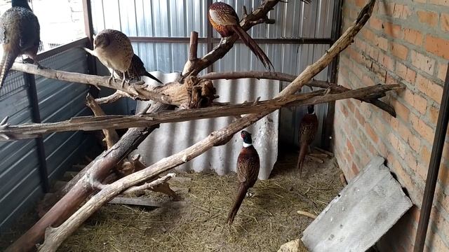 Разведение фазанов в вольере. Птица которая приносит удовольствие. смотреть онлайн