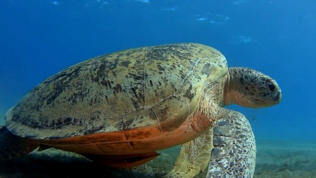 Изготовление оборудования для подводной съемки. Подводный свет смотреть онлайн