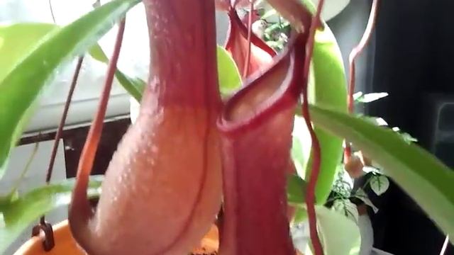 PLANTA CARNIVORA NEPENTHES VENTRATA.Cuidados caseros. 1ª parte смотреть онлайн