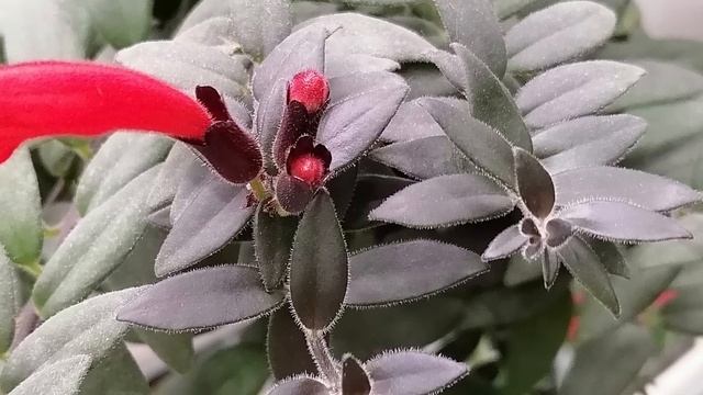 ЭСХИНАНТУС Мона Лиза смотреть онлайн