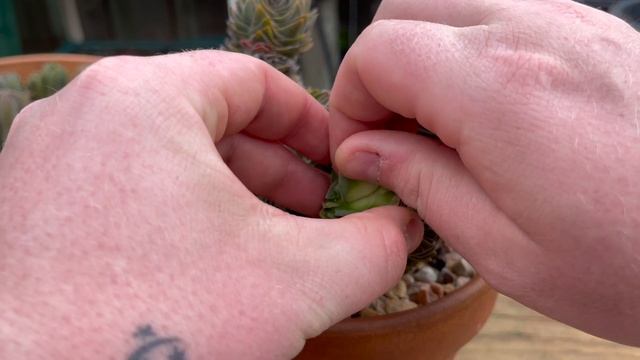 How To Propagate Buddha’s Temple смотреть онлайн