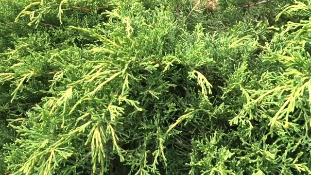 Juniperus × pfitzeriana var. Old Gold (jalovec prostřední) смотреть онлайн