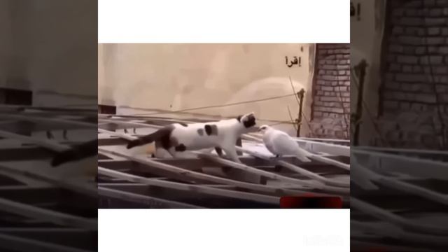 Даже животные милосердны друг другу!#коран #сунна #ислам смотреть онлайн