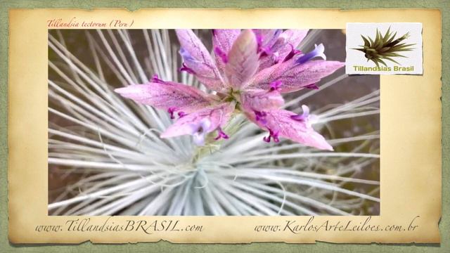 A mais exótica Tillandsia Tectorum смотреть онлайн