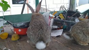 Покупка кролика на рынке | Как и по каким признакам купить чисто-породного кролика Фландр