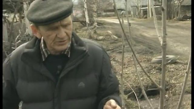 Невежинская рябина. Обрезка рябины. Урожайные грядки. смотреть онлайн