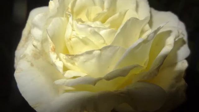 Розы (И. Бунин) - Читает Иванищева Дария. Детская библиотека смотреть онлайн