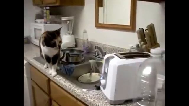 ИСПУГИ-КОТОВ-ТОПовая-подборка-испугов-с-_320.mp4