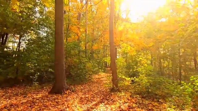 Forest Birdsong | Copyright Free Nature Sounds смотреть онлайн