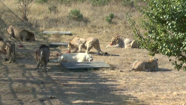 Парк львов Тайган-7 смотреть онлайн
