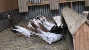 Питомник широкохвостых голубей Артура Тимошевского в Краснодаре!