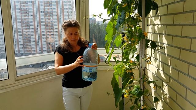 Самоопыляемый огурец F1 на балконе-лоджии. Домашний огород - огурцы в городской квартире. Мой урожа смотреть онлайн