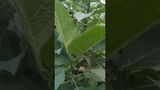 Розовая Бругмансии. смотреть онлайн