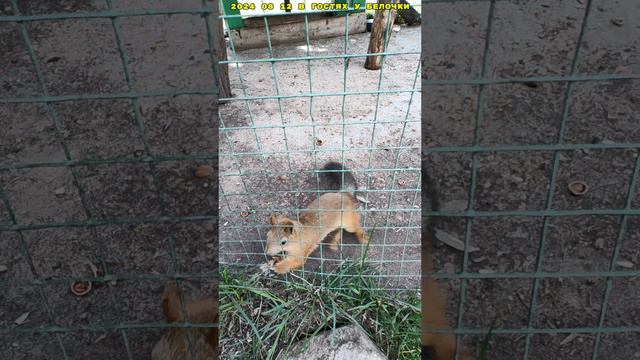 2024 08 12 1 В ГОСТЯХ У БЕЛОЧКИ 4К