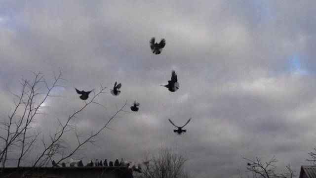 Николаевские голуби Пеева Андрея г. Одесса смотреть онлайн