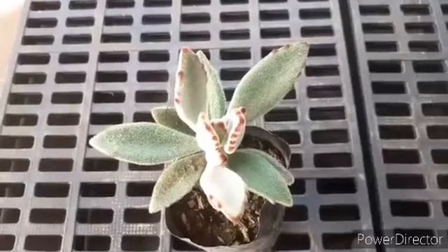 Kalanchoe tomentosa(panda plant) смотреть онлайн