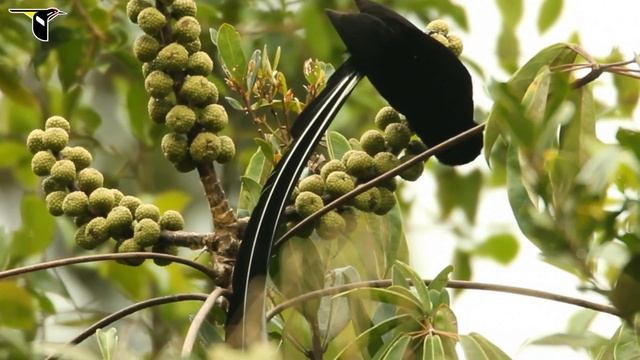 Stephanie's Astrapia