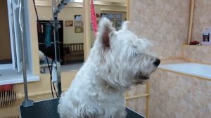 Вест-хайленд-уайт #терьер - очаровательная #порода собак