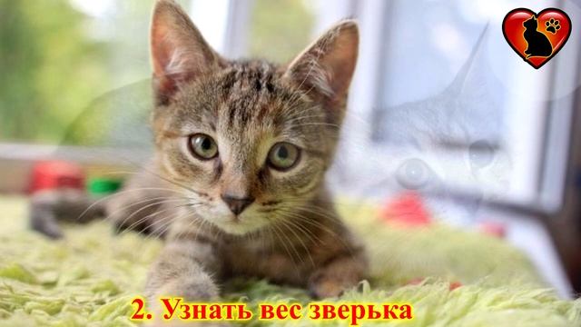Как Узнать Возраст Найденного Котенка?! смотреть онлайн