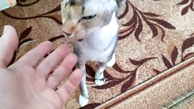 Сфинкс//Кошка просит есть 🐈😾😼 смотреть онлайн